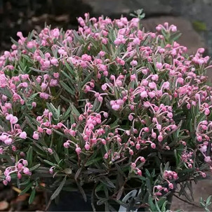 Подбел Андромеда Блю Айс / Andromeda polifolia Blue Ice