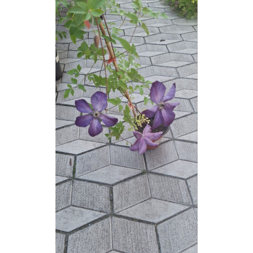 Клематис Веноза Виолацеа (Venosa Violacea)
