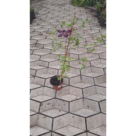 Клематис Веноза Виолацеа (Venosa Violacea)