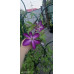 Клематис Веноза Виолацеа (Venosa Violacea)
