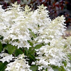 Гортензия метельчатая Жемчужина Осени / Perle d'Automne